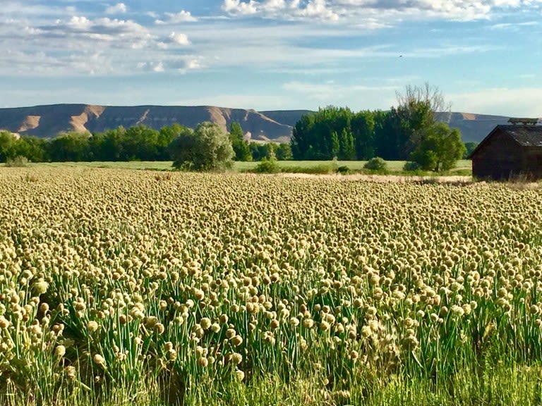 Field of onions on the Idaho/Oregon border